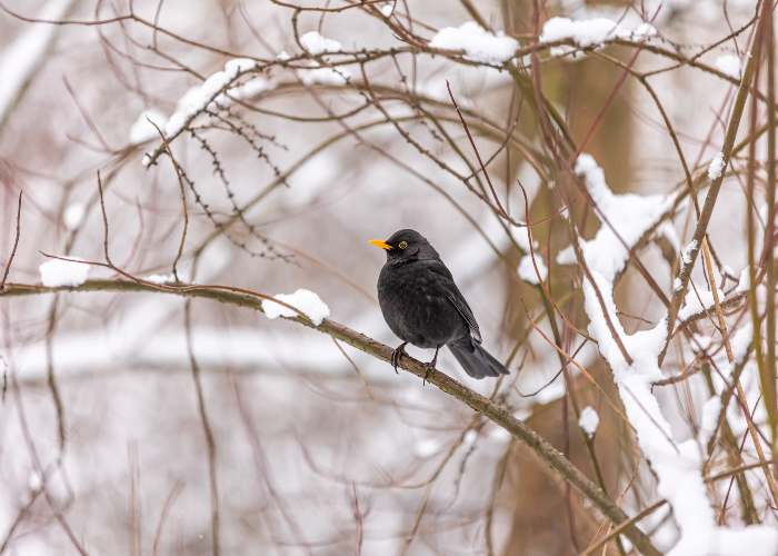 Un merlo durante l'inverno
