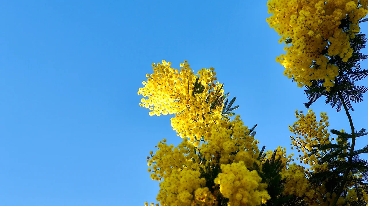 8 marzo 2026 - giornata internazionale della donna - programma eventi roma