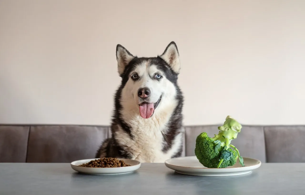 Un cane con davanti del cibo