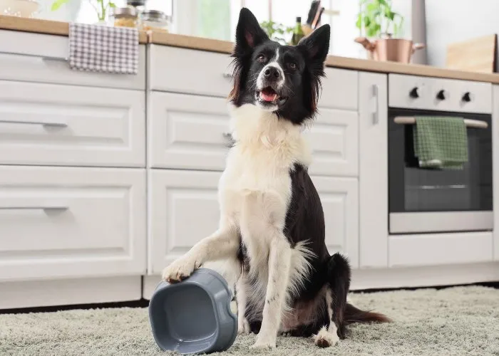 Cosa possono mangiare i cani del nostro cibo - Un cane in cucina