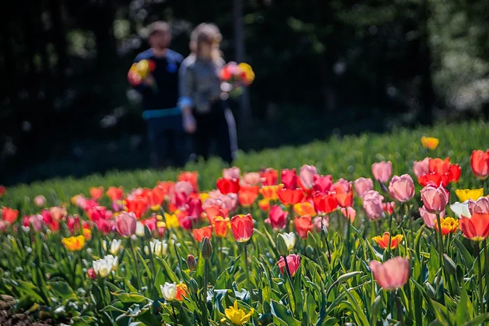 campo di tulipani