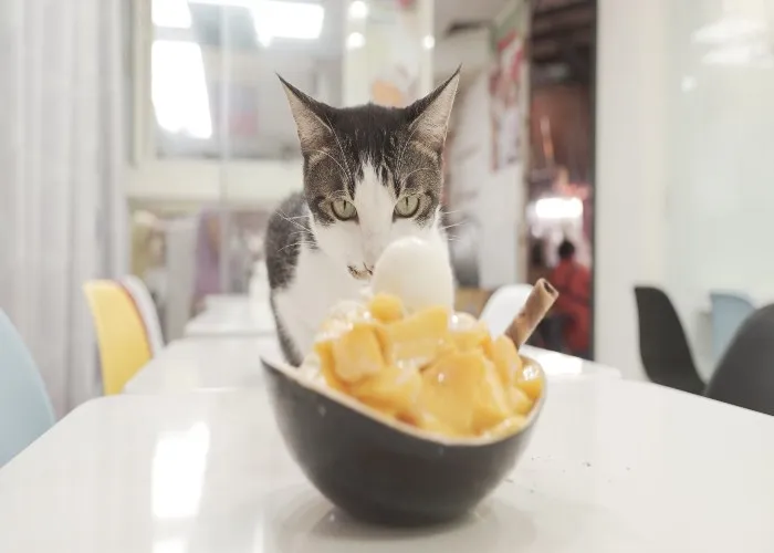 Un gatto e una ciotola di mango
