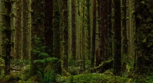 Giornata Internazionale delle Foreste: 5 film imperdibili da vedere subito sulle piattaforme