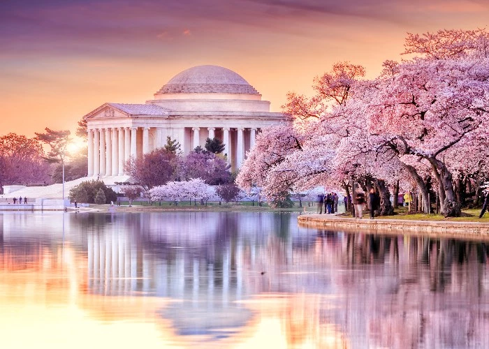 fioritura ciliegi USA - Ciliegi in fiore a Washington