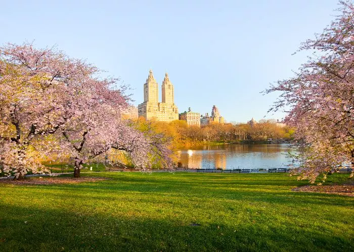 fioritura ciliegi USA - New York Central Park
