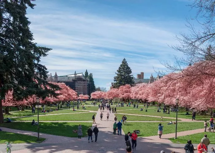 fioritura ciliegi USA - Ciliegi in fiore a Seattle