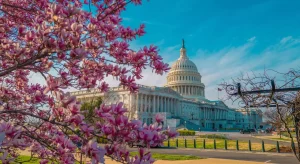 Fioritura ciliegi negli USA: i 10 posti più spettacolari dove vederla