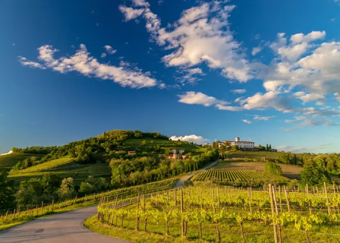 Festival delle Dimore Storiche - Vigneti in provincia di Udine