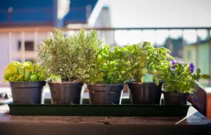 Le piante aromatiche da mettere sul balcone: idee e utilizzo
