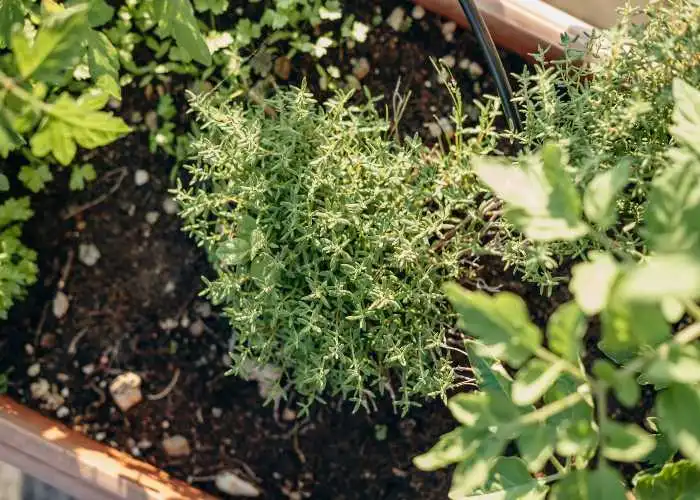 Timo coltivato in balcone