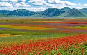 Fioritura Castelluccio 2026, quando andare e info utili