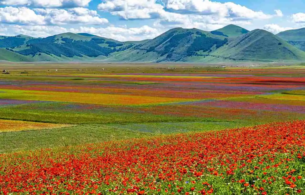 Fioritura a Castelluccio di Norcia