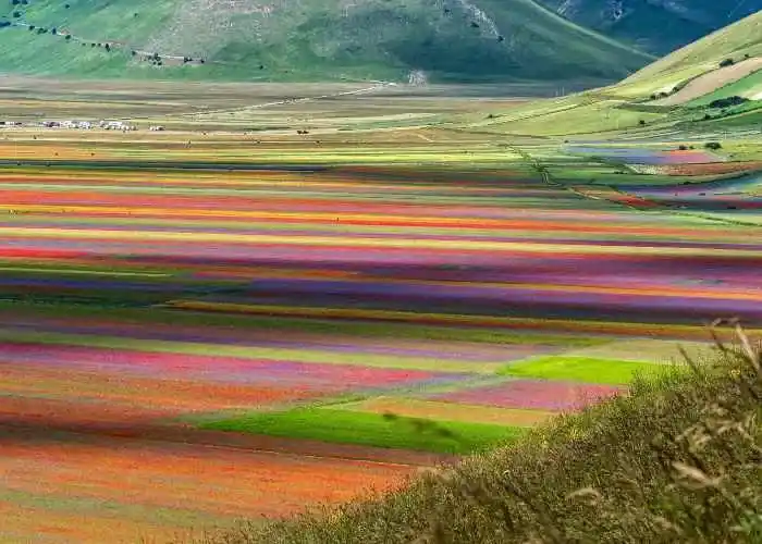 Fioritura a Castelluccio