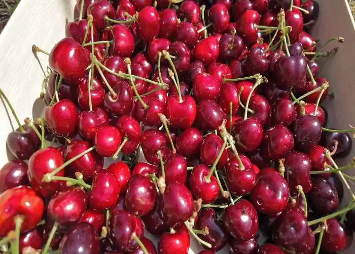 Ciliege, uno dei simboli della primavera