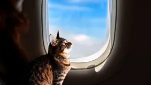 Cosa cambia per i viaggi con cani, gatti e altri animali domestici: le nuove regole UE