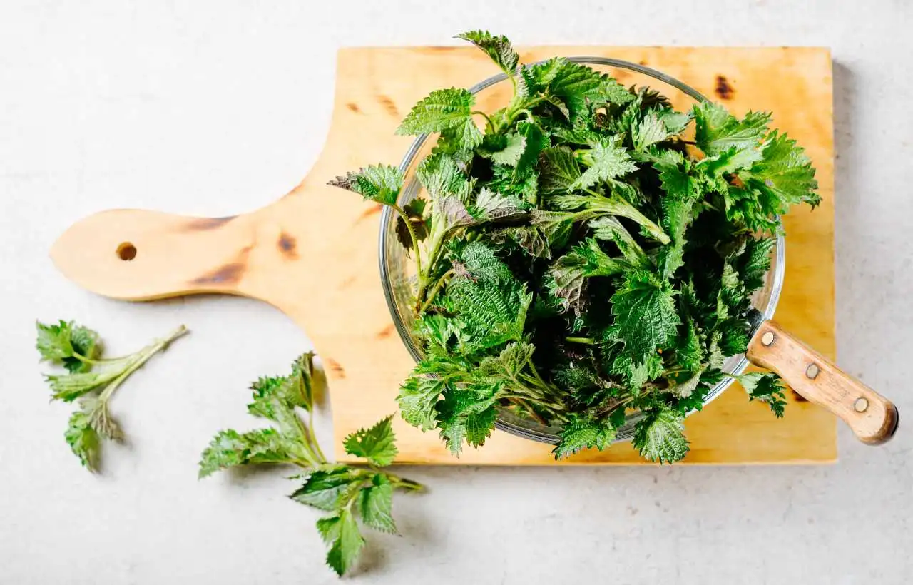 Ortica, ecco come usare le erbe spontanee in cucina