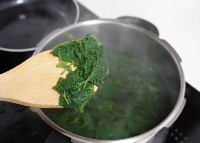 Le ortiche sono molto utilizzate in cucina