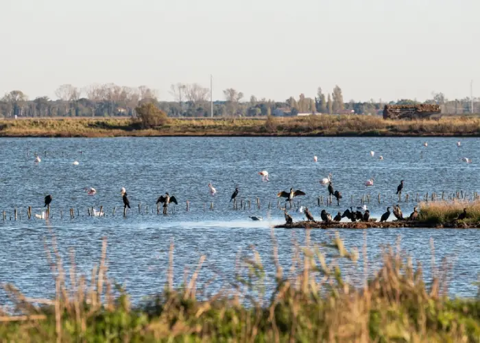 Vari uccelli nel delta del Po