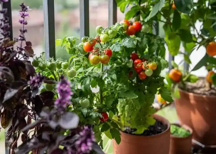 Idee balcone estate 2026 - Pianta di pomodorini per un piccolo orto in balcone