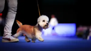 World Dog Show 2026 al via: torna in Italia l'esposizione canina internazionale