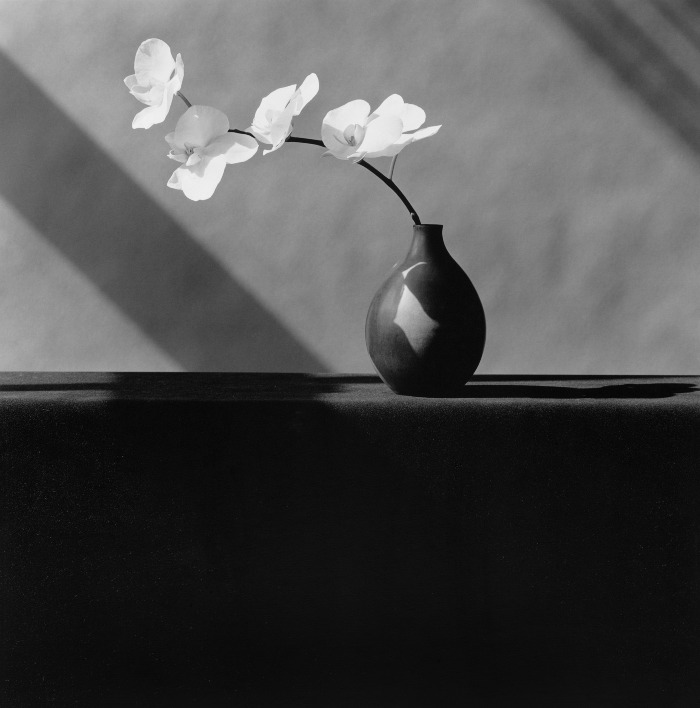 Mapplethorpe amava fotografare ance i fiori, numerose le foto fatte a vari tipi di orchidea