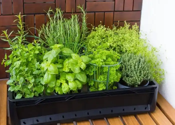 Come eliminare le zanzare dal balcone - Basilico rosmarino e altre piante da balcone