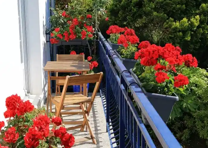 Gerani in balcone