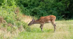 Il borgo dei cervi: un paradiso nascosto dove la natura incontra la magia