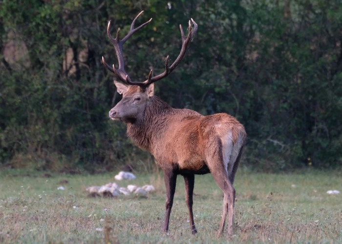 cervi Abruzzo
