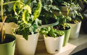 Come fare un orto sul balcone di casa (anche con poco spazio)