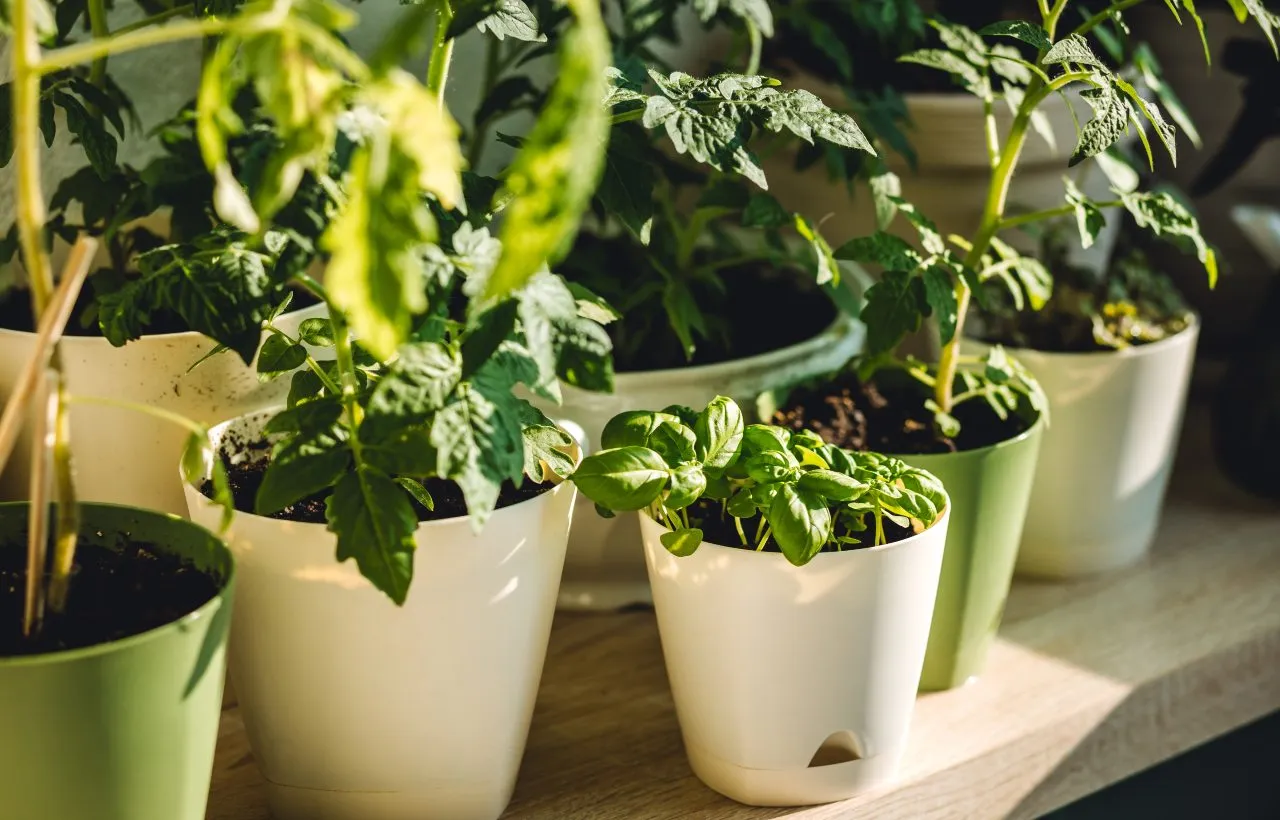 Piantine di pomodoro e basilico sul balcone