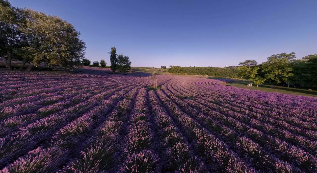 Lavanda in Ungheria