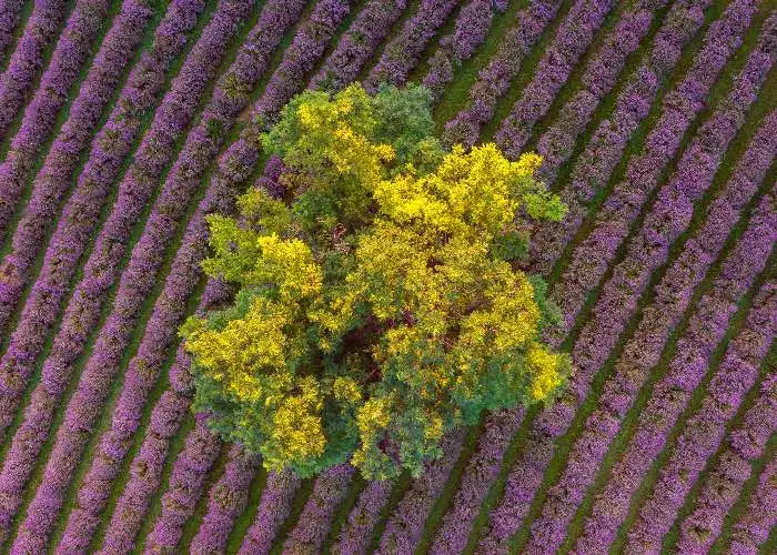 Lago Balaton lavanda