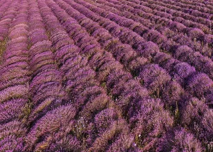 distesa viola di lavanda