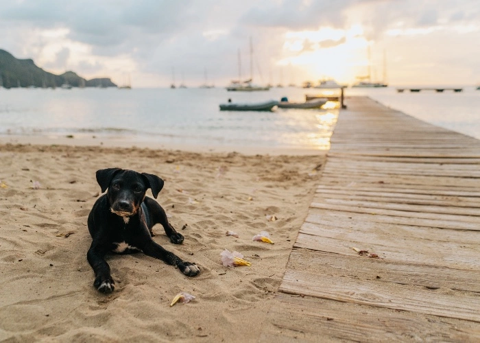 Spiagge per cani
