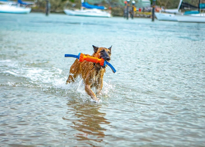vacanze can il cane