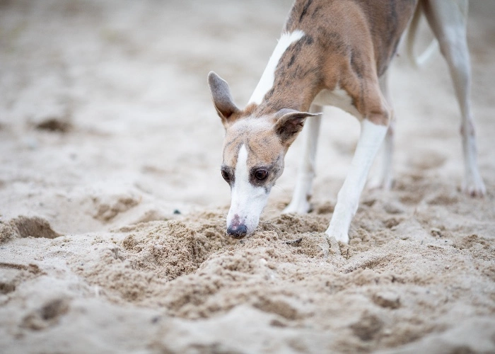 cane al mare
