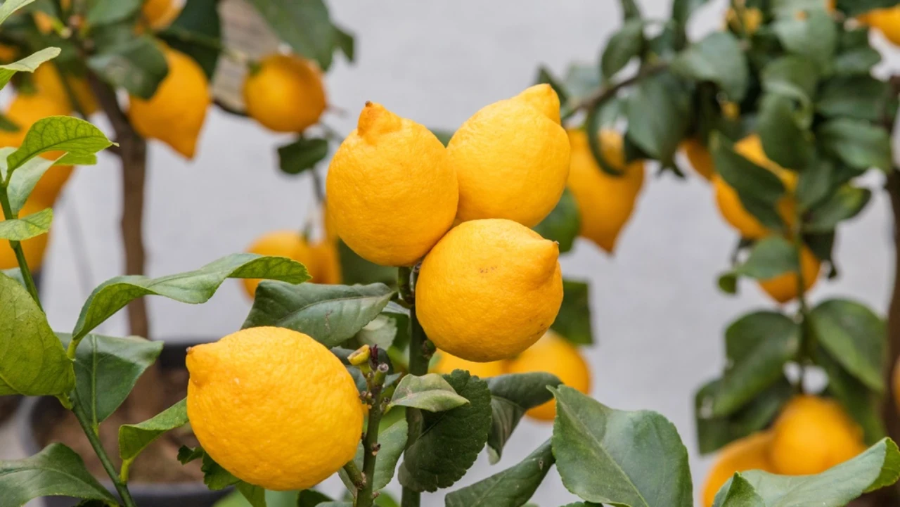 Limoni