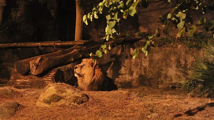 Il Bioparco al Tramonto roma 2026