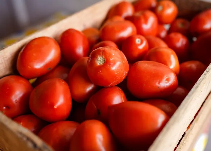 Pomodori appena raccolti