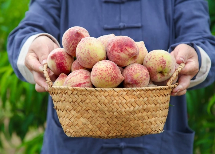 Sagre Piemonte luglio 2026: - pesche