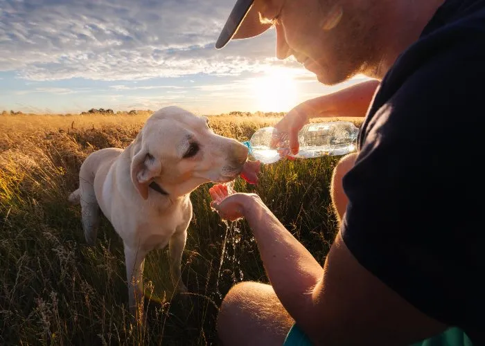 Un uomo fa bere il suo cane