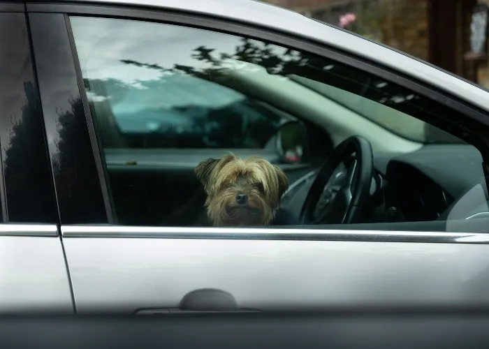 Cane chiuso in auto