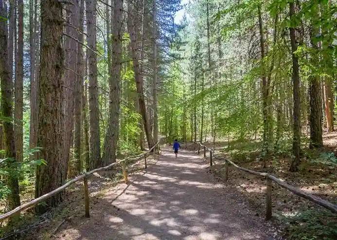Sentiero nel Parco Nazionale della Sila