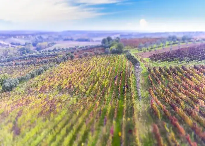 Vigneti del Monte Vulture in Basilicata