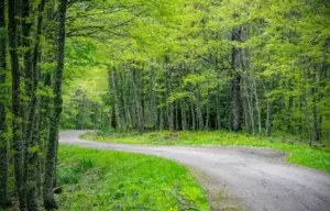 Alla scoperta della foresta di Gallipoli Cognato, in Basilicata