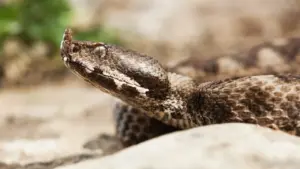 Cosa fare se si viene morsi da una vipera