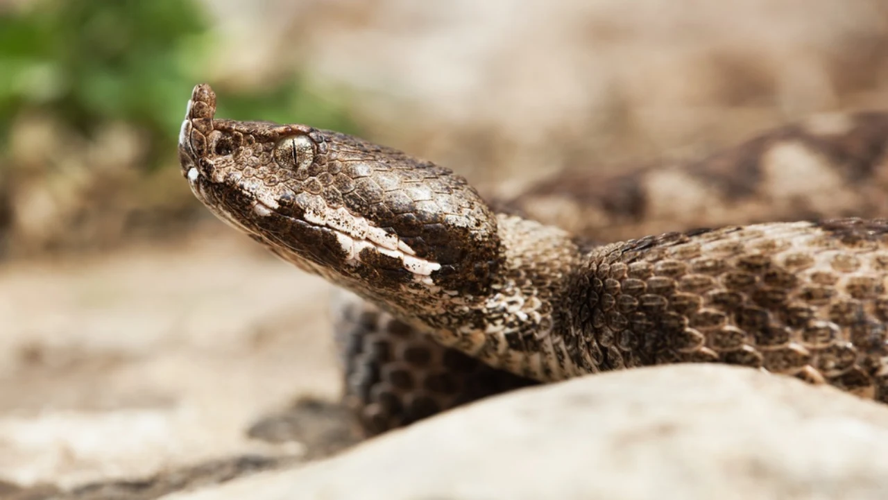 Vipera dal corno