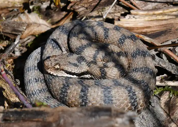 Vipera comune