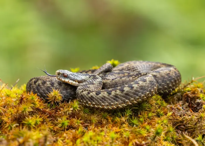 Vipera berus - Marasso